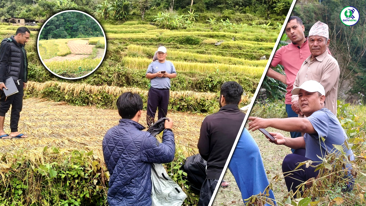 बेमौसमी हिउँदे वर्षाबाट धानबालीमा क्षति, बलेफी–५ का वडाध्यक्ष ठकुरीद्वारा फिल्ड अनुगमन