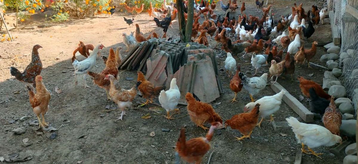 कुखुरा फार्ममा ‘फाउल पोक्स’को सङ्क्रमण