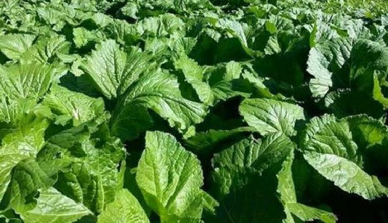 काठमाडौं नागार्जुनमा उत्पादित रायो सागमा भेटियो ९९ प्रतिशत विषादी